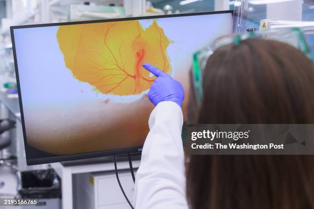 Anna Keyte, Species Director/Dodo Lead with Colossal Laboratories and Biosciences, points to the aorta of a rock pigeon embryo before extracting germ...