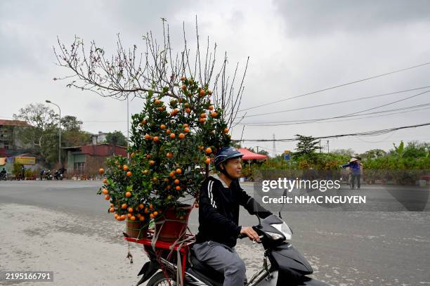 Man carries peach blossoms and kumquats on his motorbike ahead of the lunar new year in Hanoi on January 25, 2025.