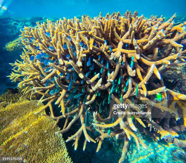 small blue chromis dish hide in a beautiful purple staghorn coral (acropora cervicornis) with uv tips - staghorn coral stock pictures, royalty-free photos & images