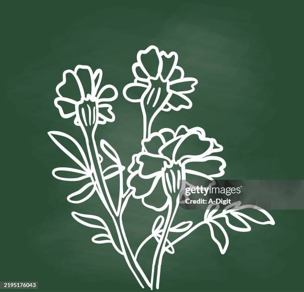 marigoldbloomingchalkboard - marigold stock illustrations