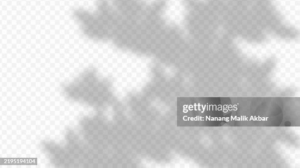tree and leaf shadow with transparent background. shadow overlay effect mockup for design template. - dappled light background stock illustrations