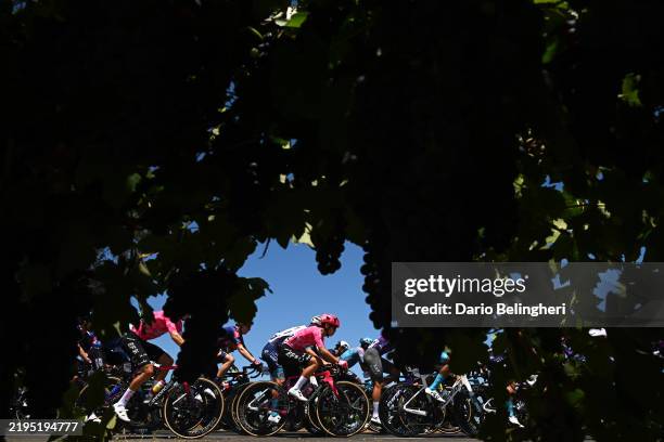 General view of Yuhi Todome of Japan and Team EF Education-Easypost and the peloton passing through a vineyards landscape during the 25th Santos Tour...