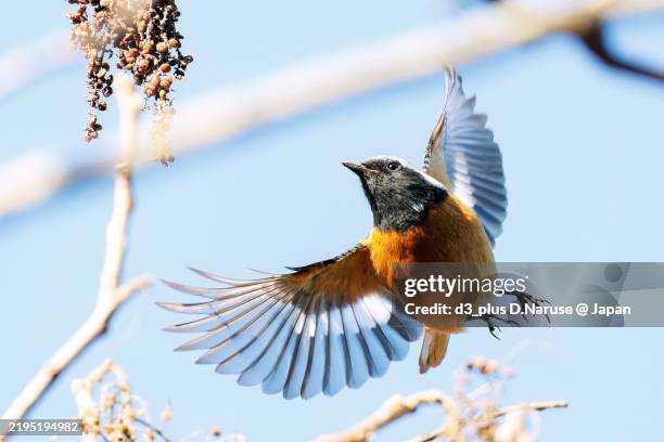 Redstart Flapping 667 Wing Nut Stock Photos, High-Res Pictures, and Images - Getty Images