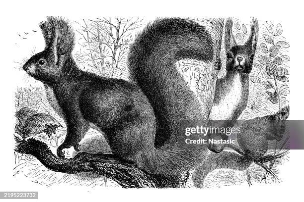 the red squirrel (sciurus vulgaris), also called eurasian red squirrel, is a species of tree squirrel in the genus sciurus - squirrel acorn stock illustrations