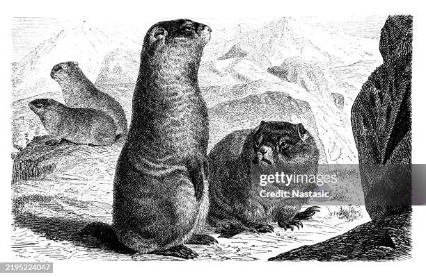 alpine marmots (marmota marmota) - marmot stock illustrations