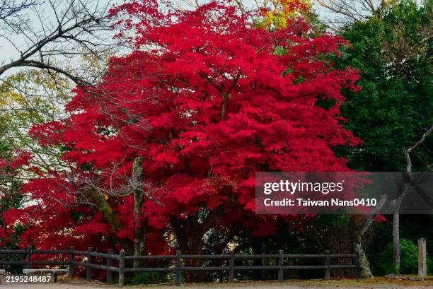 red maple tree - canada maple leaf stock pictures, royalty-free photos & images