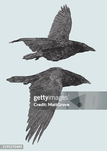 Crows in Flight Crows in Flight