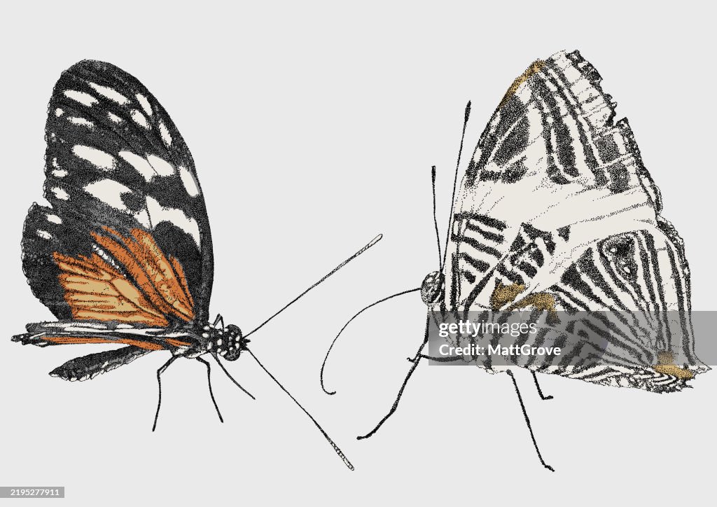 Zebra Butterfly & Brush-footed Butterfly