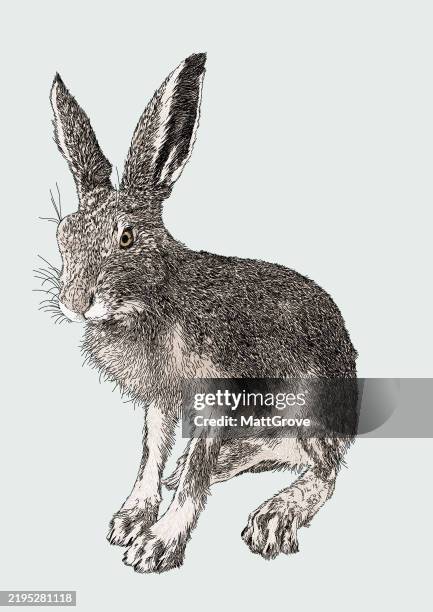 hare seated - march hare stock illustrations