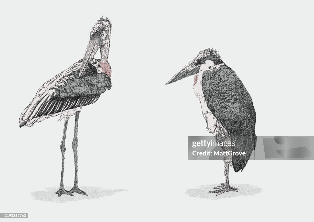 Marabou Storks Standing Waiting