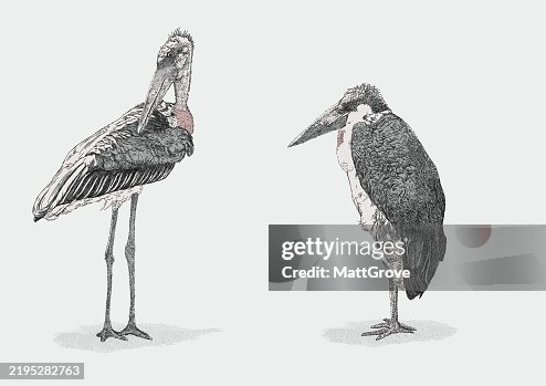 Marabou Storks Standing Waiting Marabou Storks Standing Waiting
