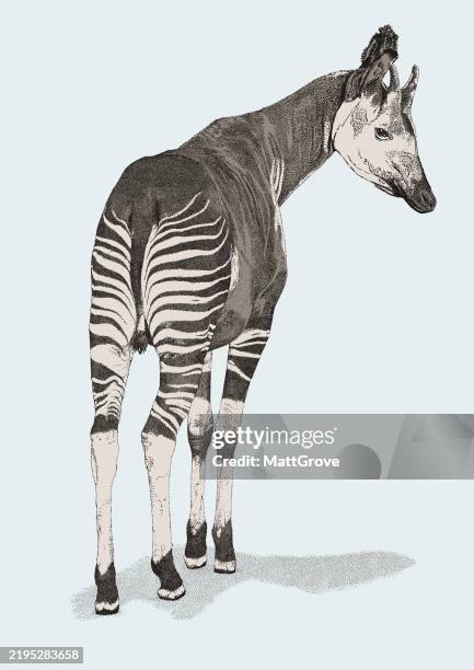 okapi antelope - okapi stock illustrations