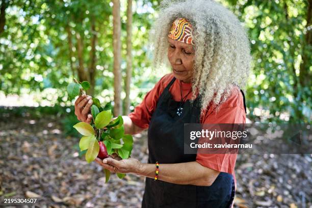 australian agriculturalist holding branch with water apple - social history stock pictures, royalty-free photos & images