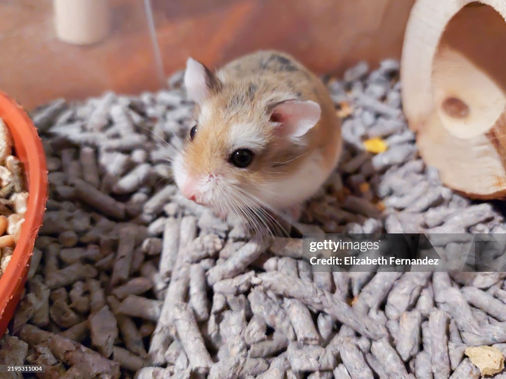 Roborovski Baby Hamster Care Pets At Home Roborovski Hamster Shop
