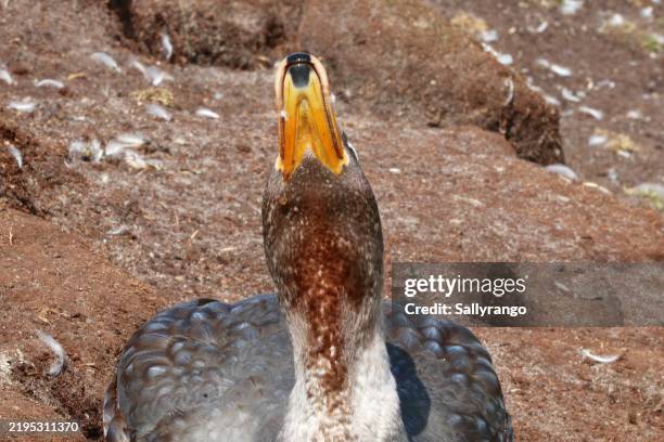 close up of a female falkland steamer duck with its head lifted back. - beak stock pictures, royalty-free photos & images