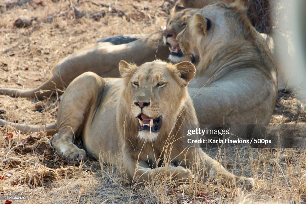 Close-up of lions relaxing on field