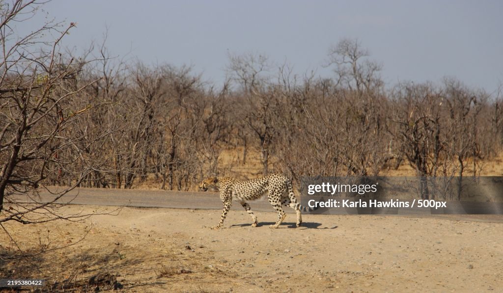 Side view of cheetah walking on field against sky