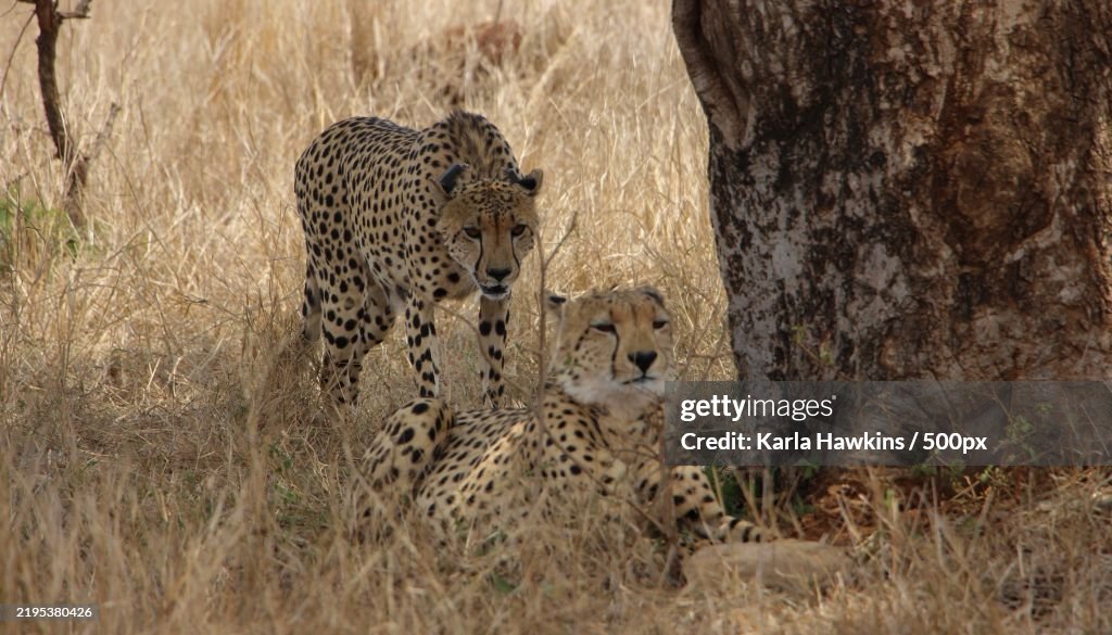 Two cheetahs in south africa