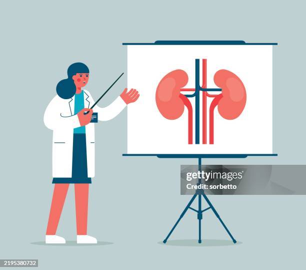 stockillustraties, clipart, cartoons en iconen met doctor gives a training lecture about anatomy - human kidneys - nierbekkenontsteking