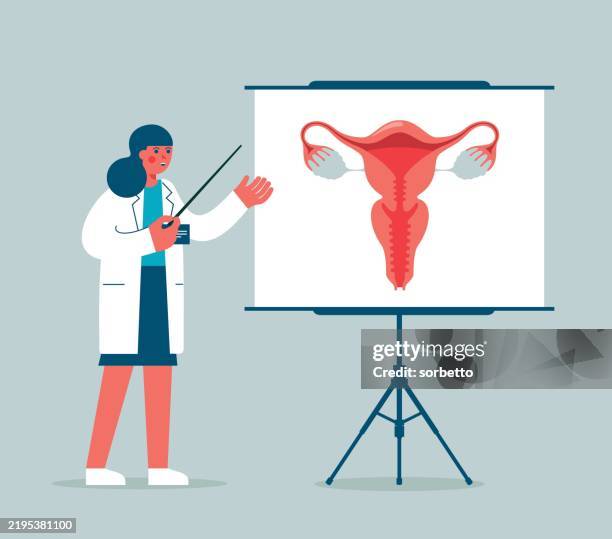 doctor gives a training lecture about anatomy - human uterus - endometrial gland stock illustrations