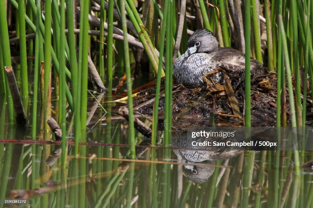 Pied- Billed Grebe Nesting in Green Reeds with Water Reflections,United States,USA