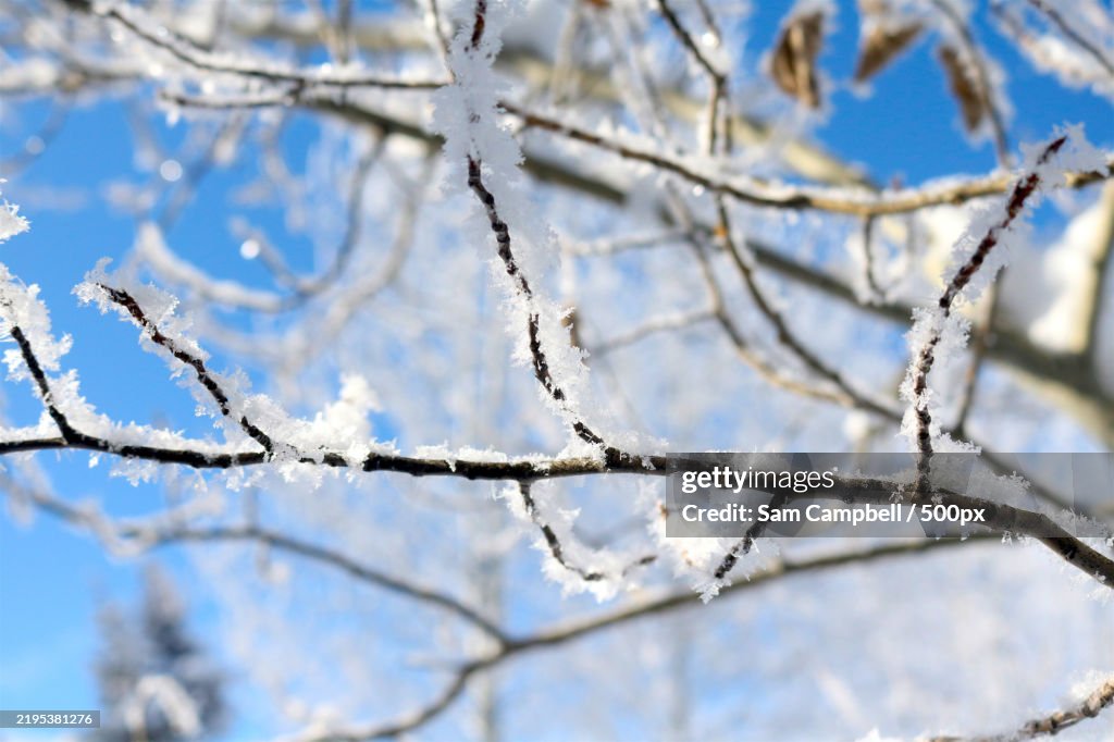 Snow- Covered Cottonwood Tree Branch Against a Clear Blue Sky,United States,USA