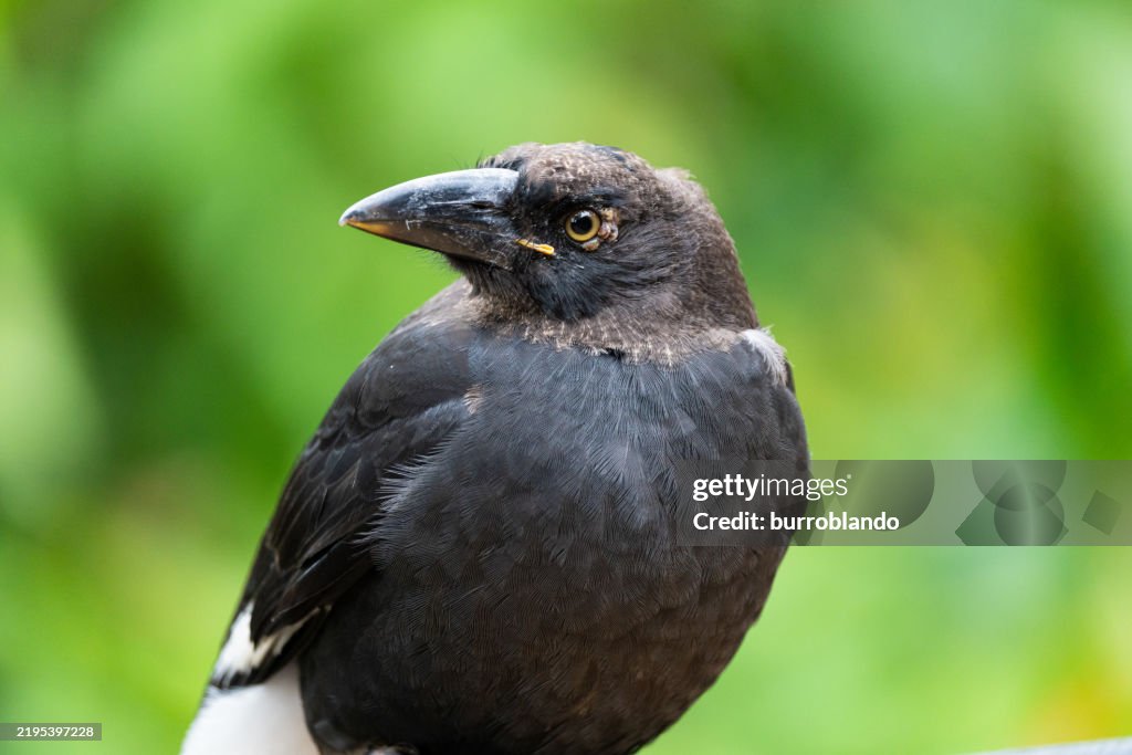 An juvenile Australian Pied Currawong (Strepera graculina) perches in the shade on a railing in the forest, blending seamlessly into its natural habitat