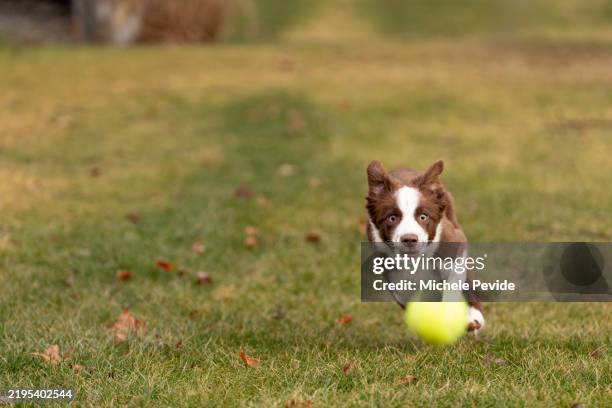 border collie catching a ball - collie stock pictures, royalty-free photos & images