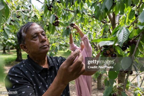 Visitors pick cherries at a cherry plantation in Cromwell, New Zealand, on January 22, 2025.