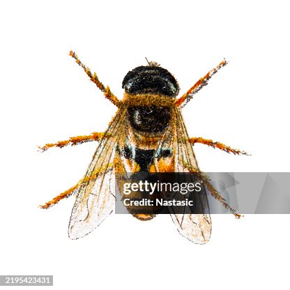 Drone fly (Eristalis tenax) Drone fly (Eristalis tenax)