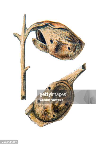 cocoon of aides amanda (south america moth) - silk moth stock illustrations