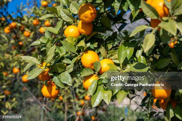 ripe oranges growing on the tree - greek farm stock pictures, royalty-free photos & images
