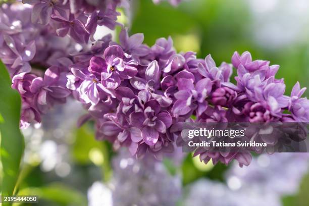 brunches of lush multi-layered lilacs, spring flowers in bloom - purple lilac stock pictures, royalty-free photos & images