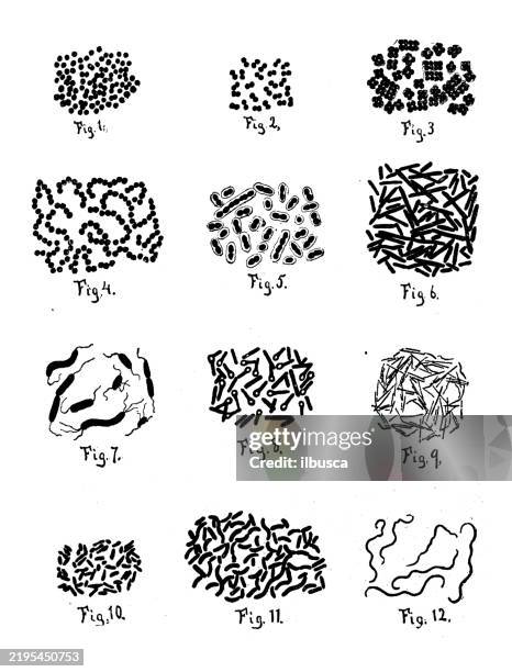 bacteria - lymekrankheit stock-grafiken, -clipart, -cartoons und -symbole
