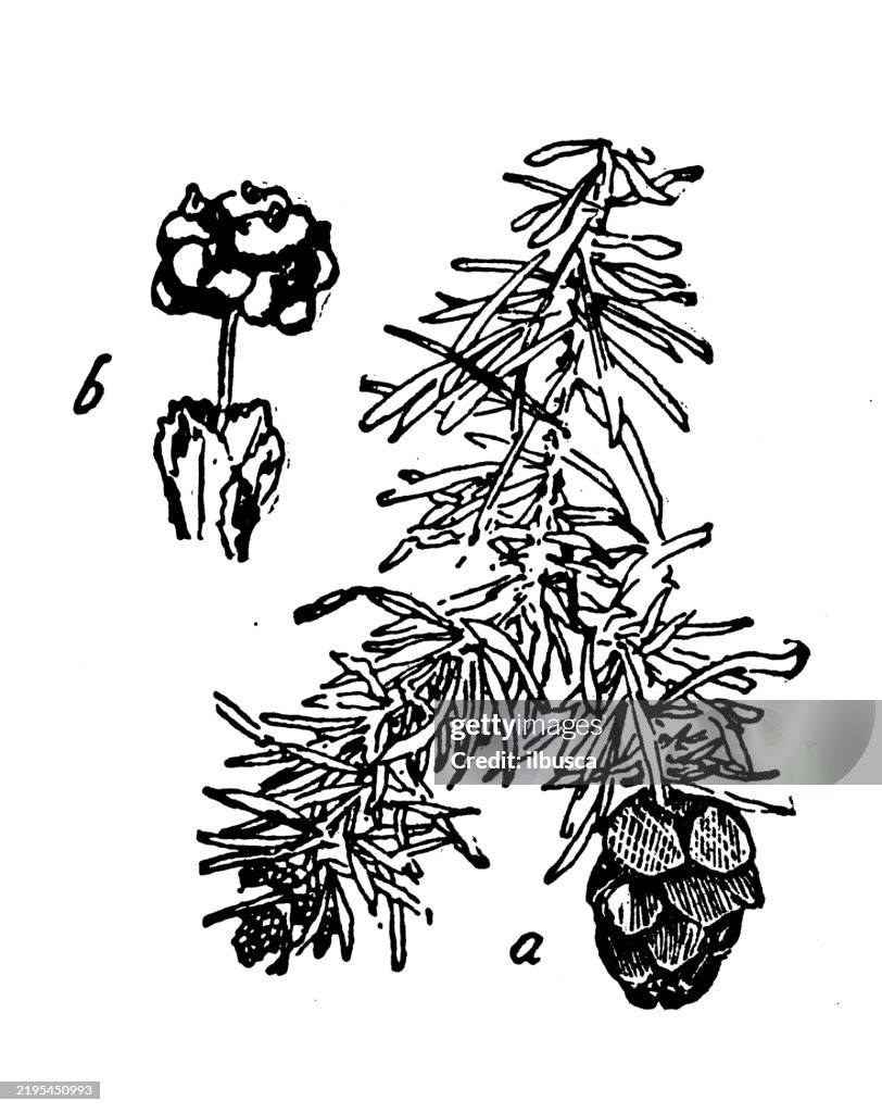 Balsam Fir, Abies Balsamea