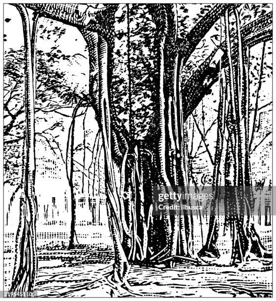 illustrations, cliparts, dessins animés et icônes de arbre de banyan - banian