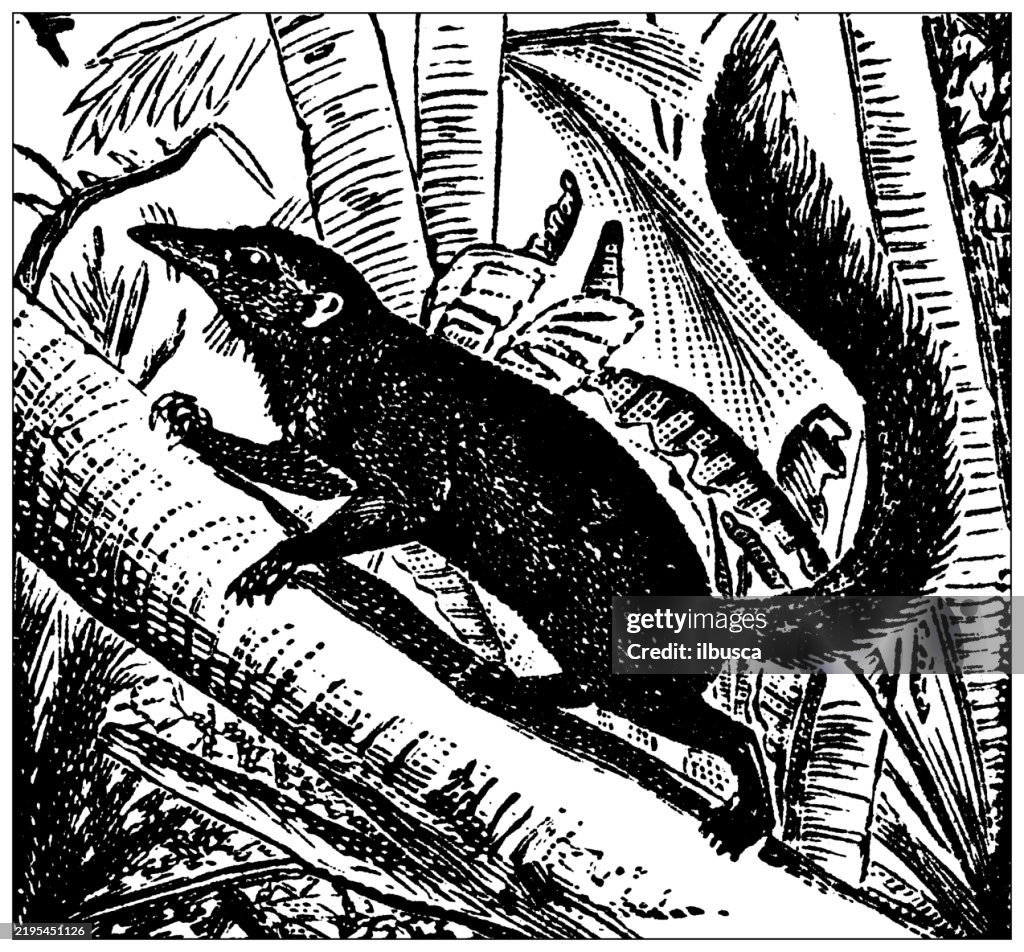 Banxring, Tupaia Javanica