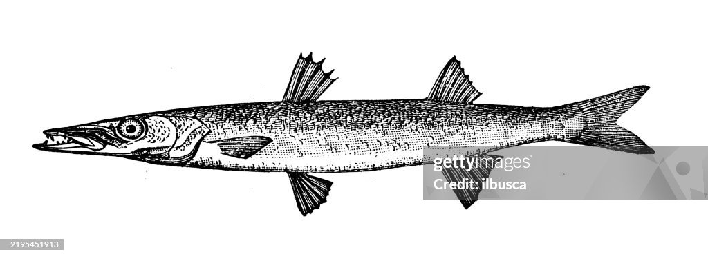 Northern Barracuda, Sphyraena picuda