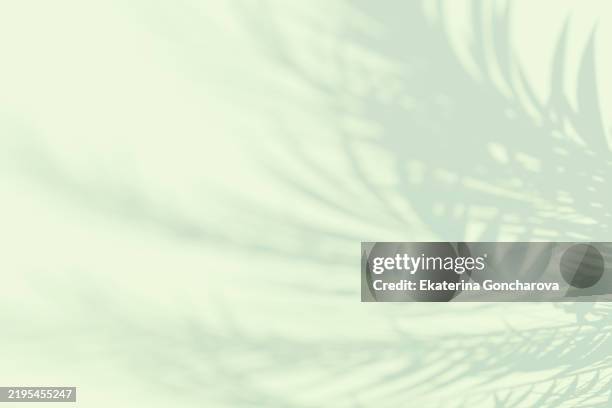abstract minimalistic palm leaf shadow on green background - langer schatten schatten stock-fotos und bilder