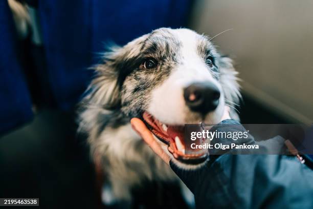 border collie dog looking up at camera with human hand - derechos de los animales fotografías e imágenes de stock
