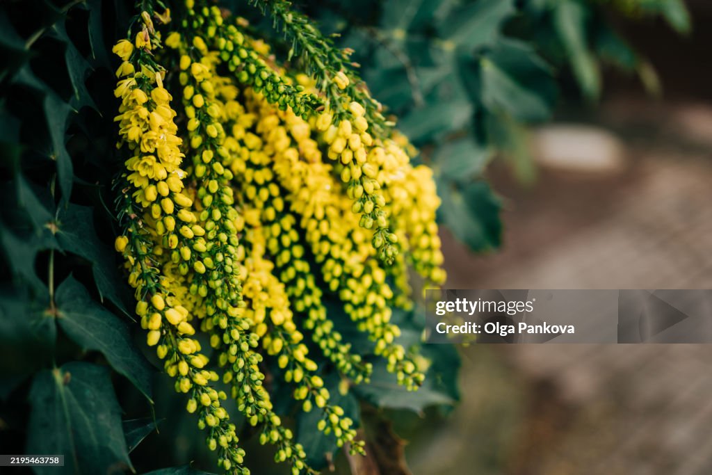 Delicate yellow flowers shrub cascading in spring bloom