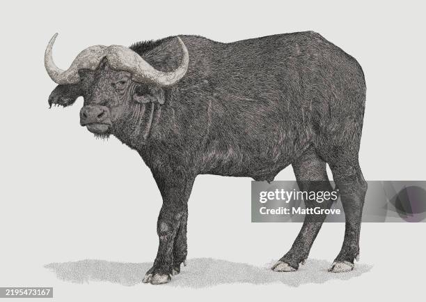 illustrazioni stock, clip art, cartoni animati e icone di tendenza di bufalo indiano - bufalo indiano