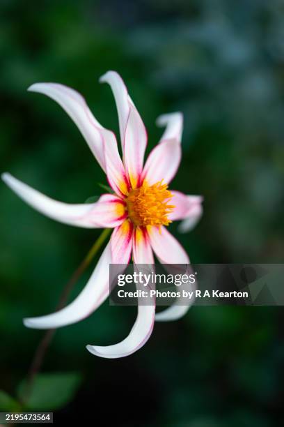 dahlia 'honka fragile' flower - honka stock pictures, royalty-free photos & images