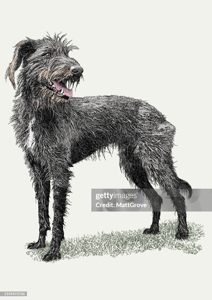 Irish Wolfhound Dog