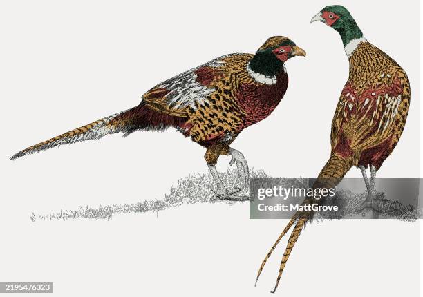 male pheasant gamebird - pheasant stock illustrations