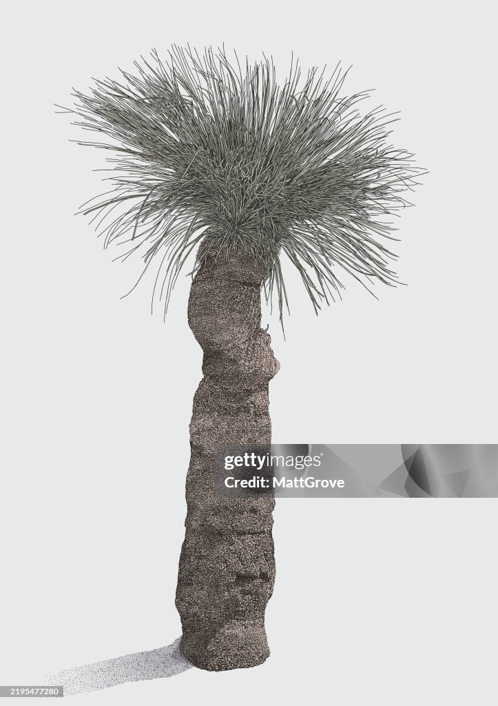 Margaret River Grass Tree Palm Xanthorrea Preissii