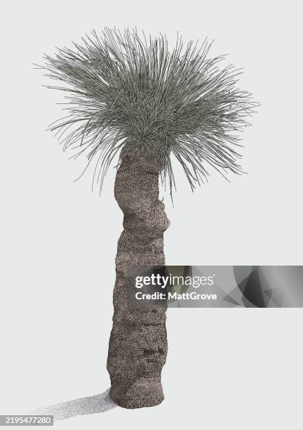 margaret river grass tree palm xanthorrea preissii - margaret river stock illustrations