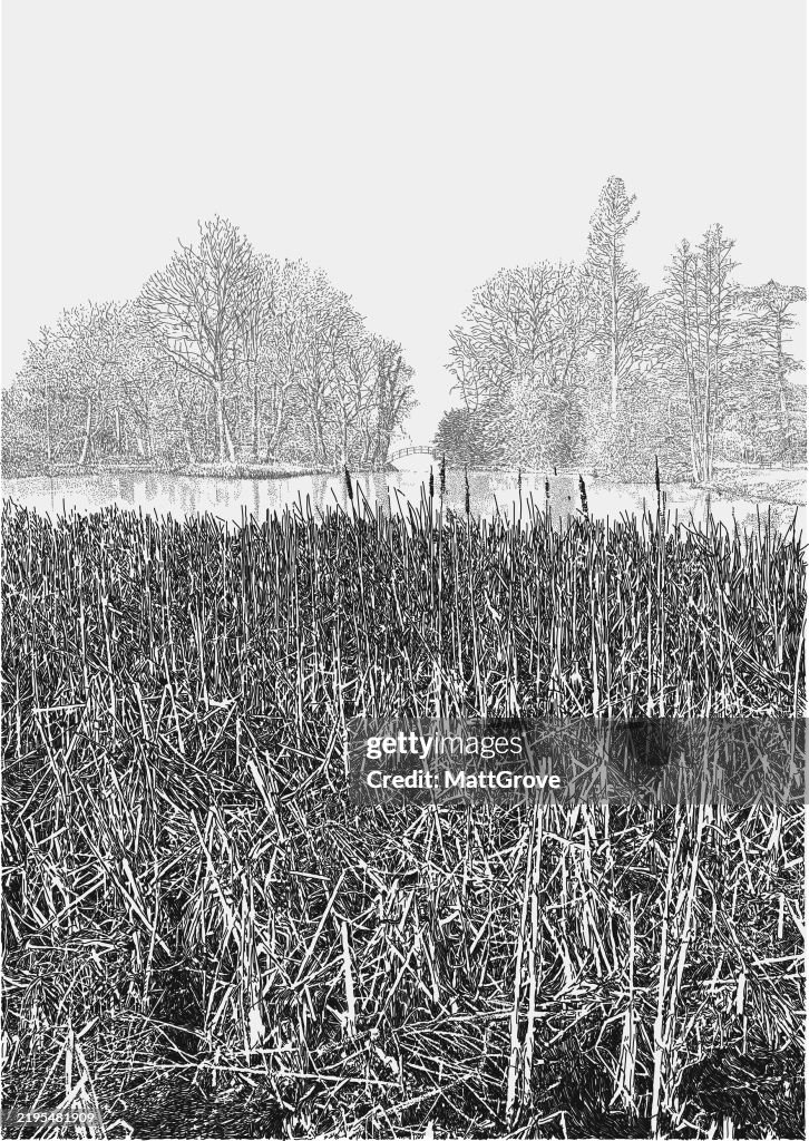 Bull Rushes Graphic Lake Bulrushes Landscape Rivierenhof Groendomein Antwerpen High-Res ...
