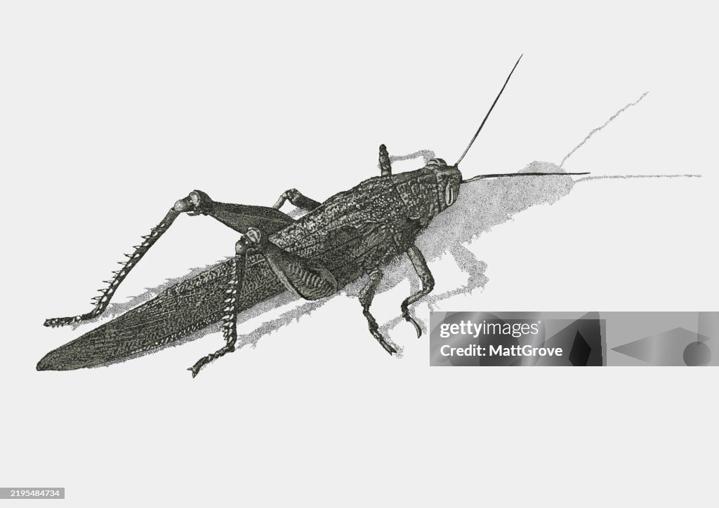 Giant Grasshopper