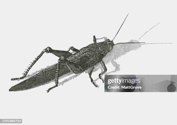 giant grasshopper - grasshopper stock illustrations